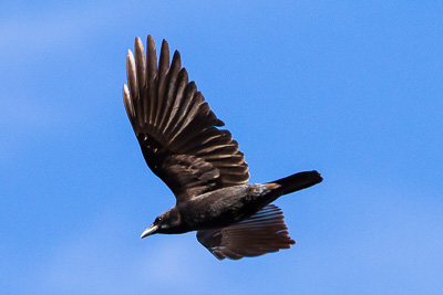 american crow th 2