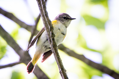 american redstart th 2