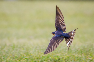 barn swallow th 3