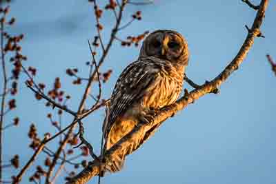 barred owl th 2