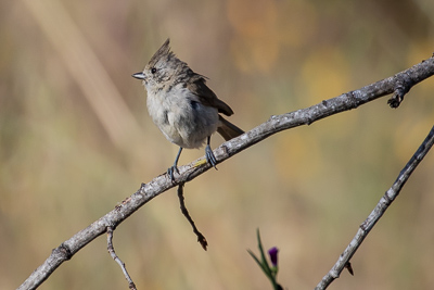 oak-titmouse 2