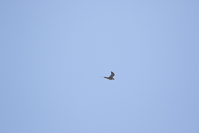peregrine falcon th 2