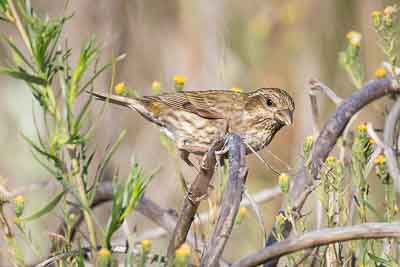 purple finch th 1