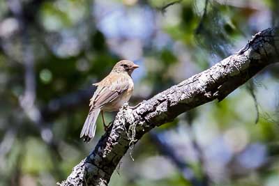unknown bird a 1