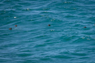 unknown bird c 2