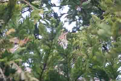 unknown bird d 2