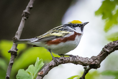 chestnut sided warbler th 2