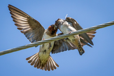 cliff swallow th 2