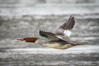 common merganser th 4