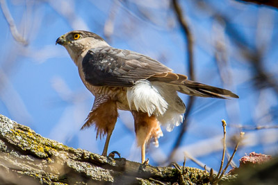 coopers hawk th 4
