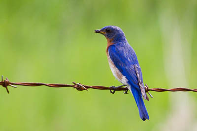 eastern bluebird th 2