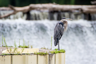 great blue heron th 3