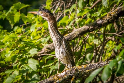 green heron th 2