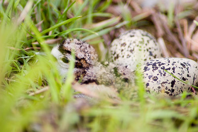 killdeer th 3