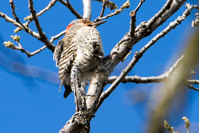 northern flicker th 2