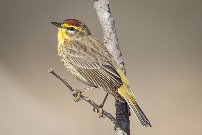 palm warbler th 3