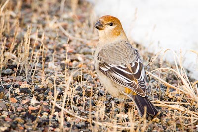 pine grosbeakth 2