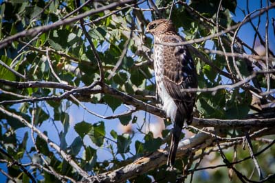 coopers hawk th 1