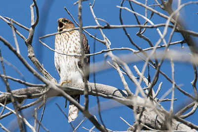 coopers hawk th 2