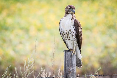 red tailed hawk th 1