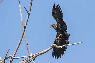 bald eagle th 2