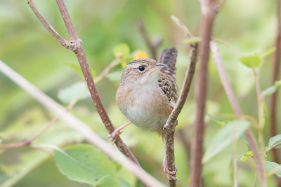 sedge wren th 2