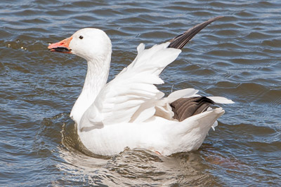 snow goose th 2