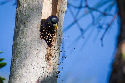 European Starling th 2