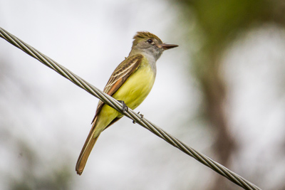 great-crested flycatcher th 1