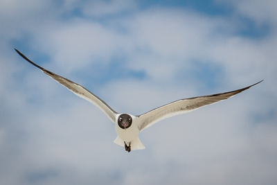 laughing gull th 5