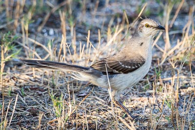 northern mockingbird th 3