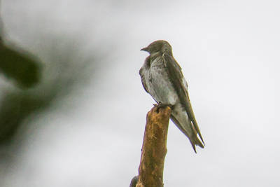 Northern Rough-winged Swallow th 1