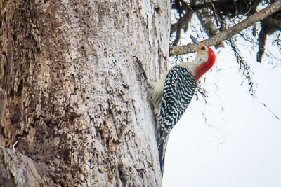 Red-bellied Woodpecker th 1