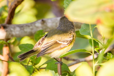 White Eyed Vireo th 2