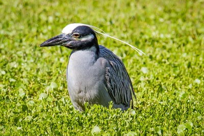 Yellow-crowned Night Heron th 2