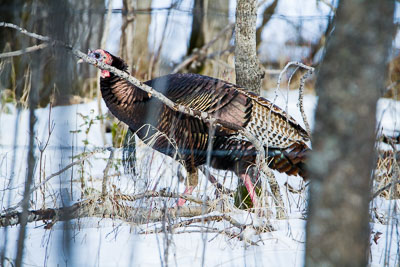 wild turkey th 1