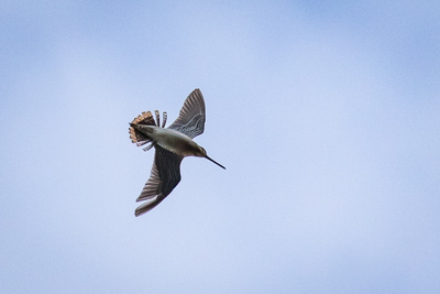 wilsons snipe th 2