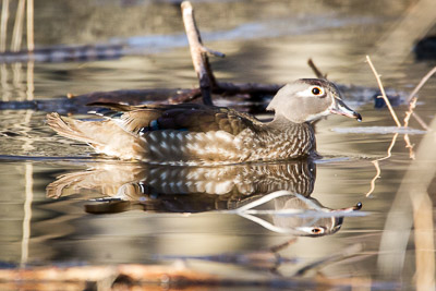 wood duck th 7