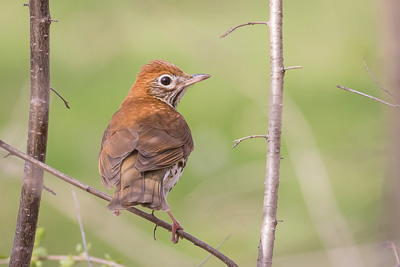 wood thrush th 1