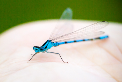familiar bluet th 2