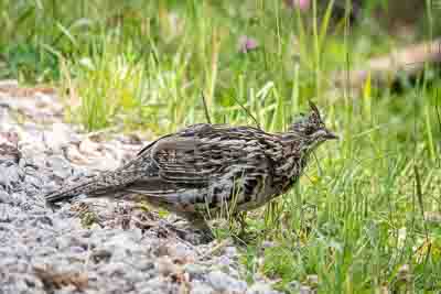 black hills bird 1 th 1